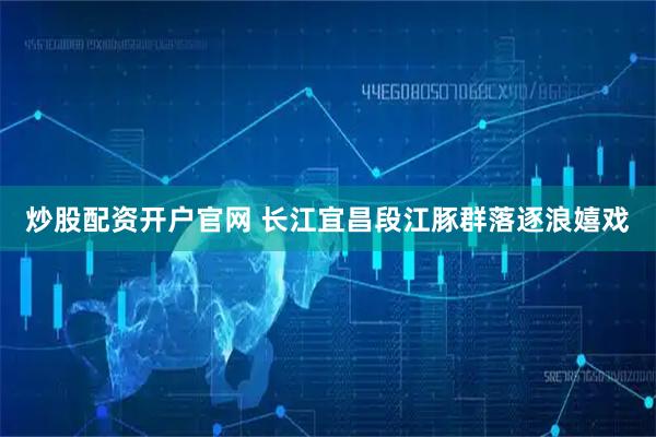炒股配资开户官网 长江宜昌段江豚群落逐浪嬉戏